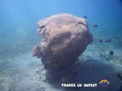 Coral Cleaning Day, Aqaba, Jordan